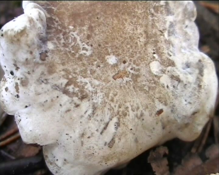 Clitopilus  cystidiatus       Hauskn. & Noordel.